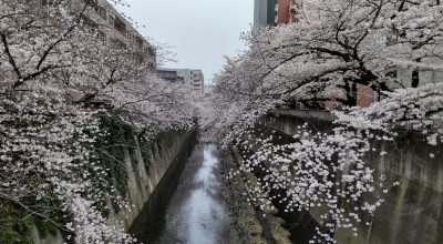 2023.3.22満開、神田川の桜