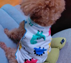 2026,2月モッチ7歳