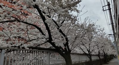 桜3月２６日